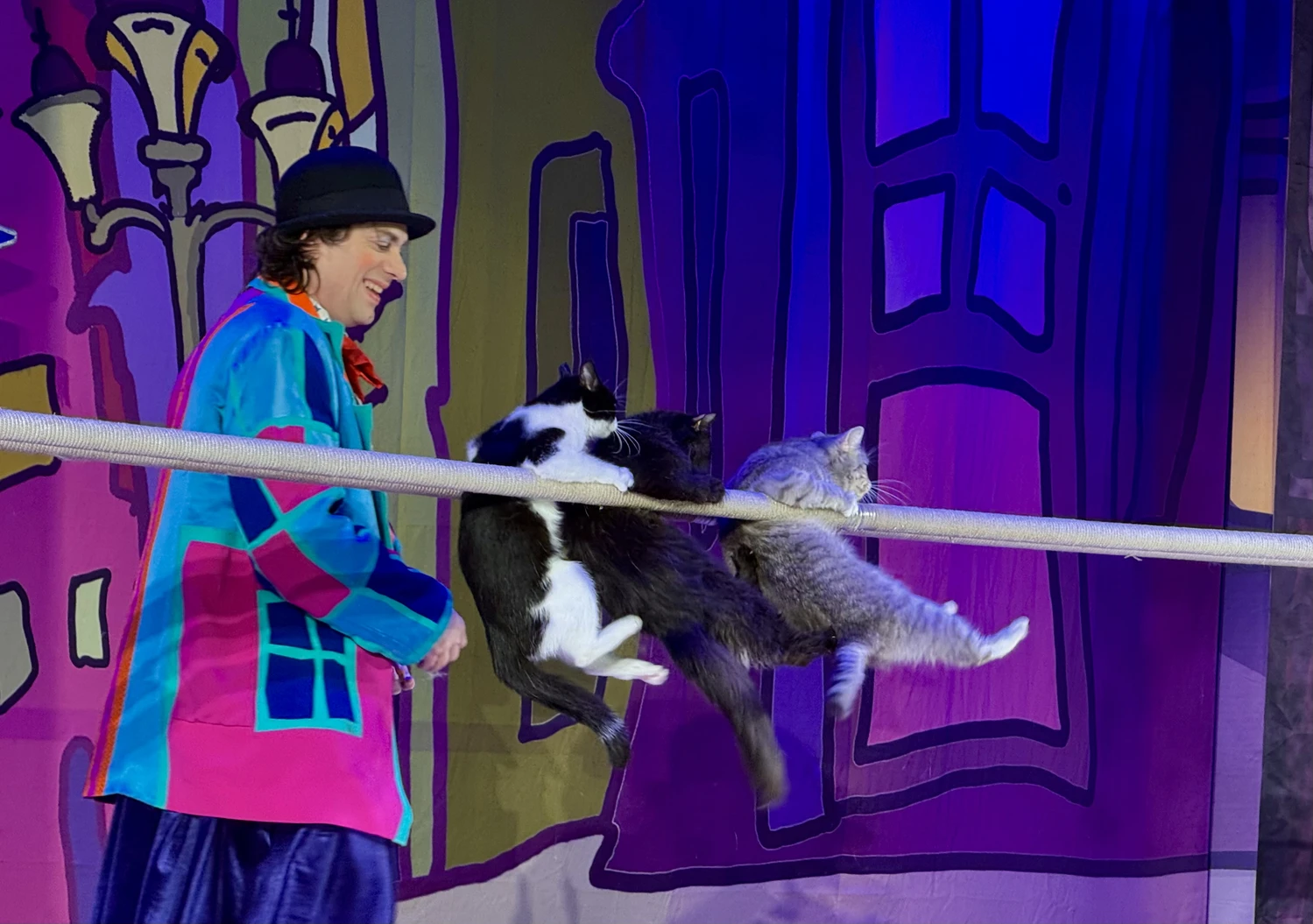 Удивительные кошки!